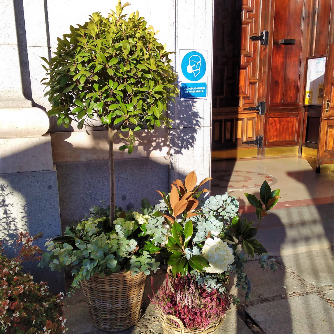 conjunto arboles exteriores parroquia santa teresa y santa isabel